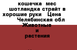 кошечка 6мес шотландка страйт в хорошие руки › Цена ­ 2 000 - Челябинская обл. Животные и растения » Кошки   . Челябинская обл.